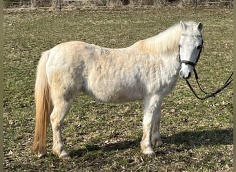 Más ponis/caballos pequeños, Yegua, 16 años, 120 cm, Tordo