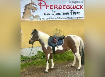 Más ponis/caballos pequeños, Yegua, 16 años, 137 cm, Pío