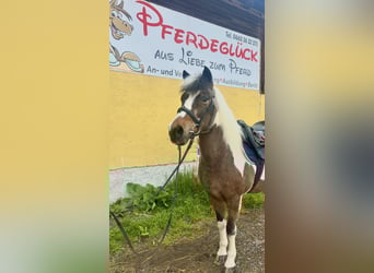 Más ponis/caballos pequeños, Yegua, 16 años, 137 cm, Pío