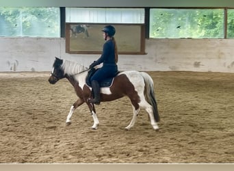 Más ponis/caballos pequeños, Yegua, 16 años, 137 cm, Pío