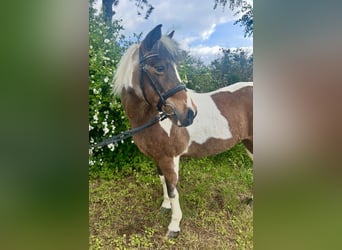 Más ponis/caballos pequeños, Yegua, 16 años, 137 cm, Pío