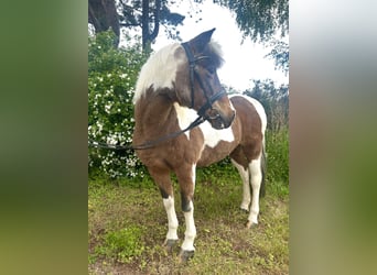 Más ponis/caballos pequeños, Yegua, 16 años, 137 cm, Pío