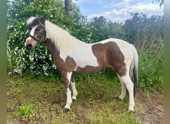 Más ponis/caballos pequeños, Yegua, 16 años, 137 cm, Pío