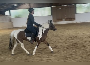 Más ponis/caballos pequeños, Yegua, 16 años, 137 cm, Pío