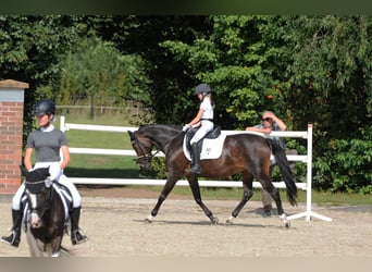 Más ponis/caballos pequeños, Yegua, 16 años, 148 cm, Castaño oscuro