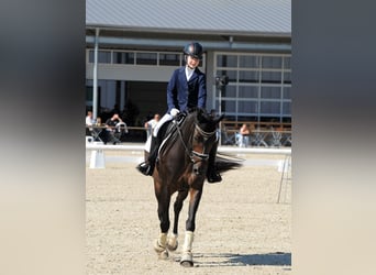Más ponis/caballos pequeños, Yegua, 16 años, 148 cm, Castaño oscuro