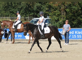 Más ponis/caballos pequeños, Yegua, 16 años, 148 cm, Castaño oscuro