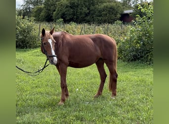 Más ponis/caballos pequeños, Yegua, 16 años, 150 cm, Alazán