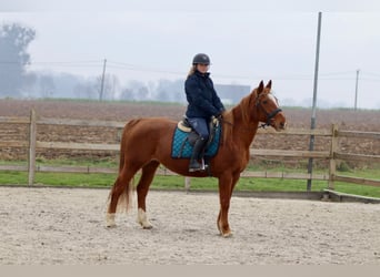 Más ponis/caballos pequeños, Yegua, 16 años, 153 cm, Alazán-tostado