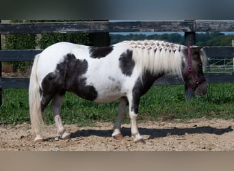 Más ponis/caballos pequeños, Yegua, 16 años, 91 cm, Pío