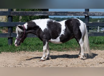 Más ponis/caballos pequeños, Yegua, 16 años, 91 cm, Pío