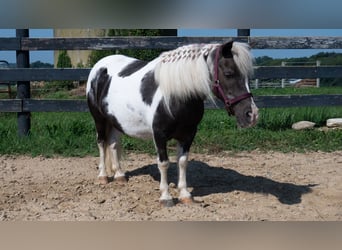 Más ponis/caballos pequeños, Yegua, 16 años, 91 cm, Pío