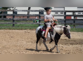 Más ponis/caballos pequeños, Yegua, 16 años, 91 cm, Pío