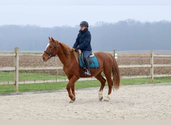 Más ponis/caballos pequeños, Yegua, 17 años, 153 cm, Alazán rojizo