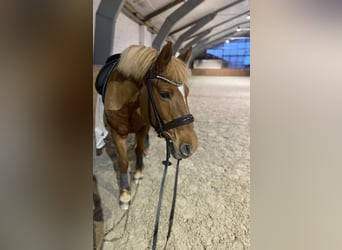 Más ponis/caballos pequeños Mestizo, Yegua, 18 años, 147 cm, Alazán