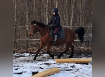 Más ponis/caballos pequeños, Yegua, 18 años, 147 cm, Castaño