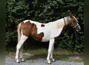 Más ponis/caballos pequeños, Yegua, 1 año, 127 cm, Pío