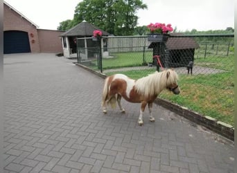 Más ponis/caballos pequeños Mestizo, Yegua, 1 año, 75 cm, Pío