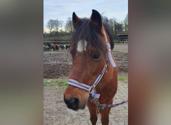 Más ponis/caballos pequeños Mestizo, Yegua, 20 años, 122 cm, Castaño