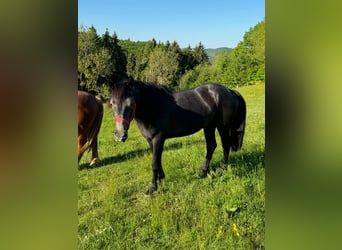 Más ponis/caballos pequeños, Yegua, 2 años, 155 cm, Musgo