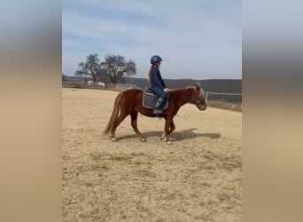Más ponis/caballos pequeños, Yegua, 3 años, 130 cm, Alazán