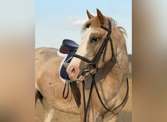 Más ponis/caballos pequeños, Yegua, 3 años, 132 cm, Ruano alazán
