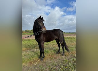 Más ponis/caballos pequeños Mestizo, Yegua, 3 años, 135 cm, Castaño oscuro
