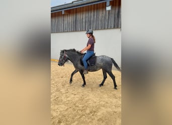 Más ponis/caballos pequeños, Yegua, 3 años, 135 cm, Tordo rodado