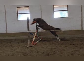Más ponis/caballos pequeños, Yegua, 3 años, 142 cm, Alazán