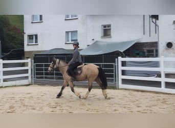 Más ponis/caballos pequeños, Yegua, 3 años, 142 cm, Buckskin/Bayo