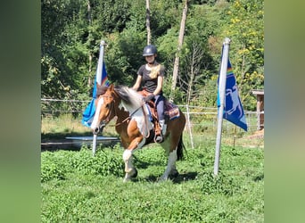 Más ponis/caballos pequeños, Yegua, 3 años, 145 cm, Pío