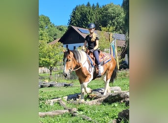 Más ponis/caballos pequeños, Yegua, 3 años, 145 cm, Pío