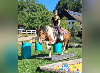 Más ponis/caballos pequeños, Yegua, 3 años, 145 cm, Pío