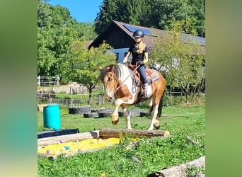 Más ponis/caballos pequeños, Yegua, 3 años, 145 cm, Pío