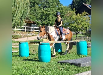 Más ponis/caballos pequeños, Yegua, 3 años, 145 cm, Pío