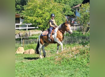 Más ponis/caballos pequeños, Yegua, 3 años, 145 cm, Pío