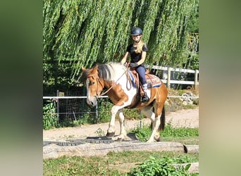 Más ponis/caballos pequeños, Yegua, 3 años, 145 cm, Pío