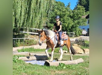 Más ponis/caballos pequeños, Yegua, 3 años, 145 cm, Pío