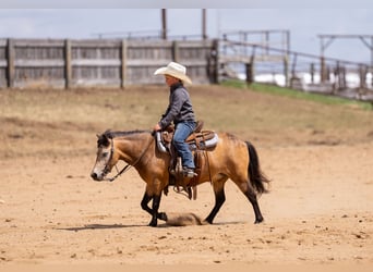 Más ponis/caballos pequeños, Yegua, 4 años, 107 cm, Buckskin/Bayo