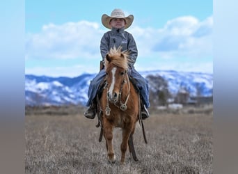 Más ponis/caballos pequeños, Yegua, 4 años, 109 cm, Alazán rojizo