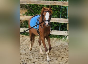 Más ponis/caballos pequeños Mestizo, Yegua, 4 años, 122 cm, Alazán