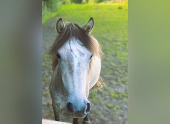 Más ponis/caballos pequeños, Yegua, 4 años, 125 cm, Musgo marrón