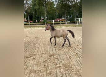 Más ponis/caballos pequeños, Yegua, 4 años, 125 cm, Musgo marrón