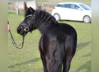 Más ponis/caballos pequeños, Yegua, 4 años, 125 cm, Negro