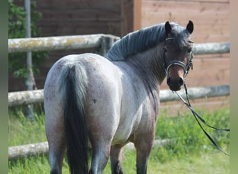 Más ponis/caballos pequeños, Yegua, 4 años, 130 cm, Castaño-ruano