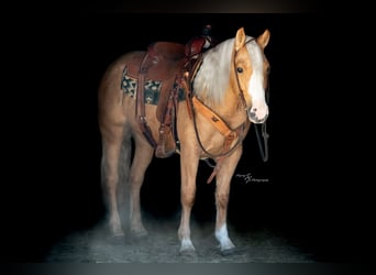 Más ponis/caballos pequeños, Yegua, 4 años, 135 cm, Palomino