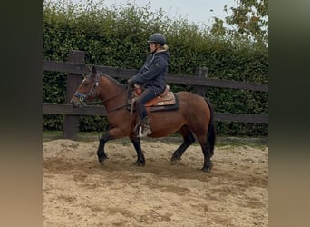 Más ponis/caballos pequeños, Yegua, 4 años, 137 cm, Castaño