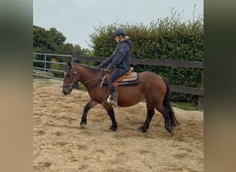 Más ponis/caballos pequeños, Yegua, 4 años, 137 cm, Castaño