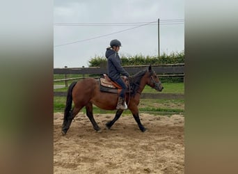 Más ponis/caballos pequeños, Yegua, 4 años, 137 cm, Castaño