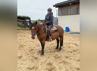 Más ponis/caballos pequeños, Yegua, 4 años, 137 cm, Castaño